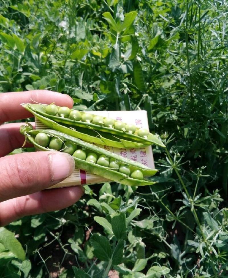 新鲜豌豆荚多多电商青碗豆白老豌豆荚甜嫩豌豆角