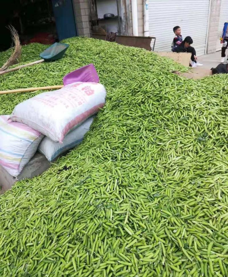 新鲜豌豆荚多多电商青碗豆白老豌豆荚甜嫩豌豆角