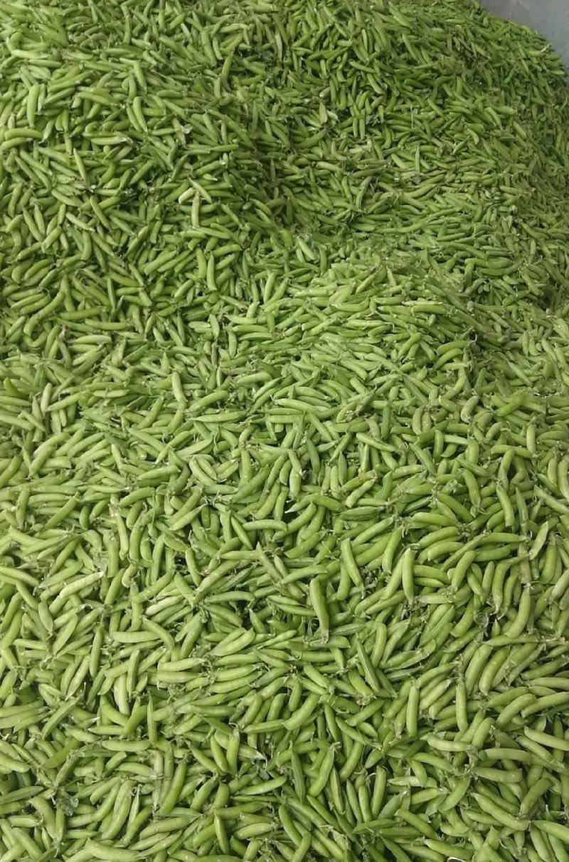 新鲜豌豆荚多多电商青碗豆白老豌豆荚甜嫩豌豆角