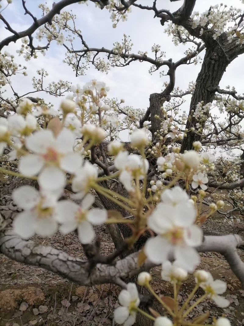 鸭梨花粉代收魏县鸭梨花，上货量大，交通方便