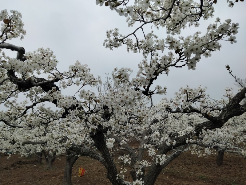 鸭梨花粉代收魏县鸭梨花，上货量大，交通方便