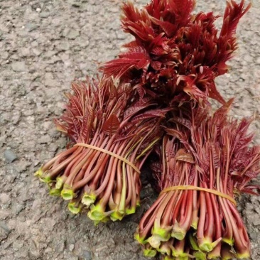精品香椿芽产地直发品质保证