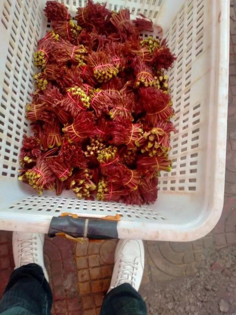 精品香椿芽产地直发品质保证