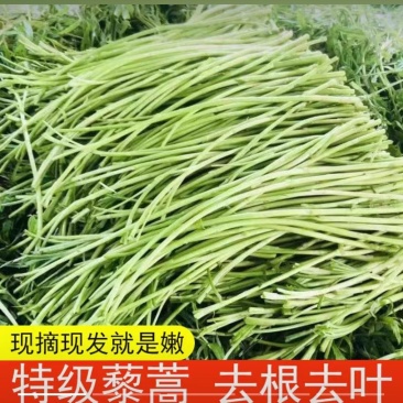 鄱阳湖野生蓠蒿