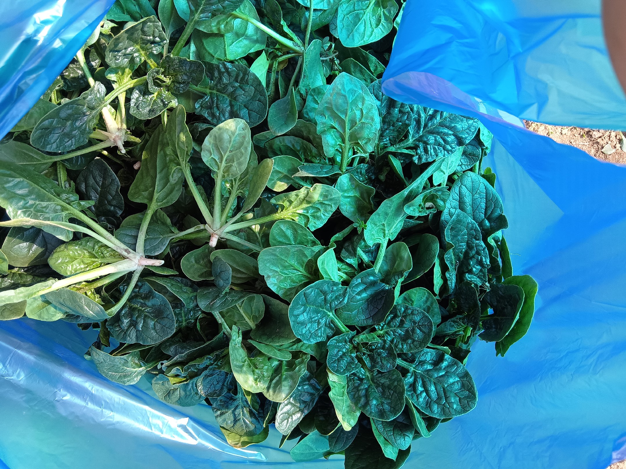 菠菜与豆浆搭配示意图