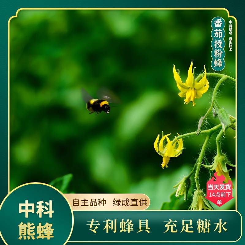 中科熊蜂番茄授粉群带王高效授粉熊蜂【厂家直发】