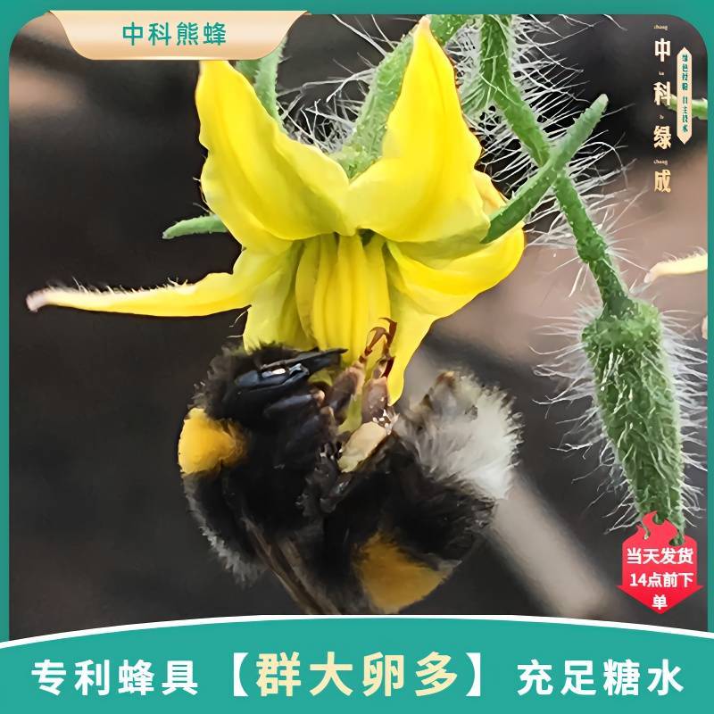 中科熊蜂通用授粉群带王优质授粉熊蜂【厂家直发】
