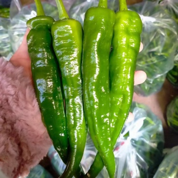 辣妹椒10~15厘米青特辣