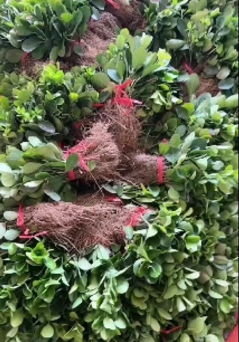 万年青苗