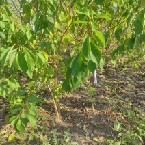 出售：小绥河黄干核李子1～5年生树苗