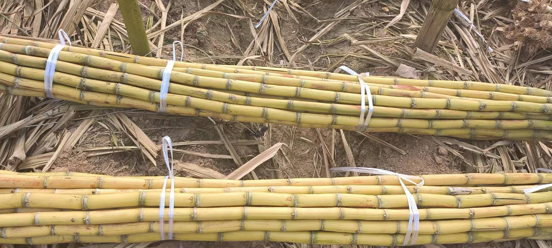 新鲜百合与切好的甘蔗段,摆放在案板上进行初步处理 食材处理步骤图