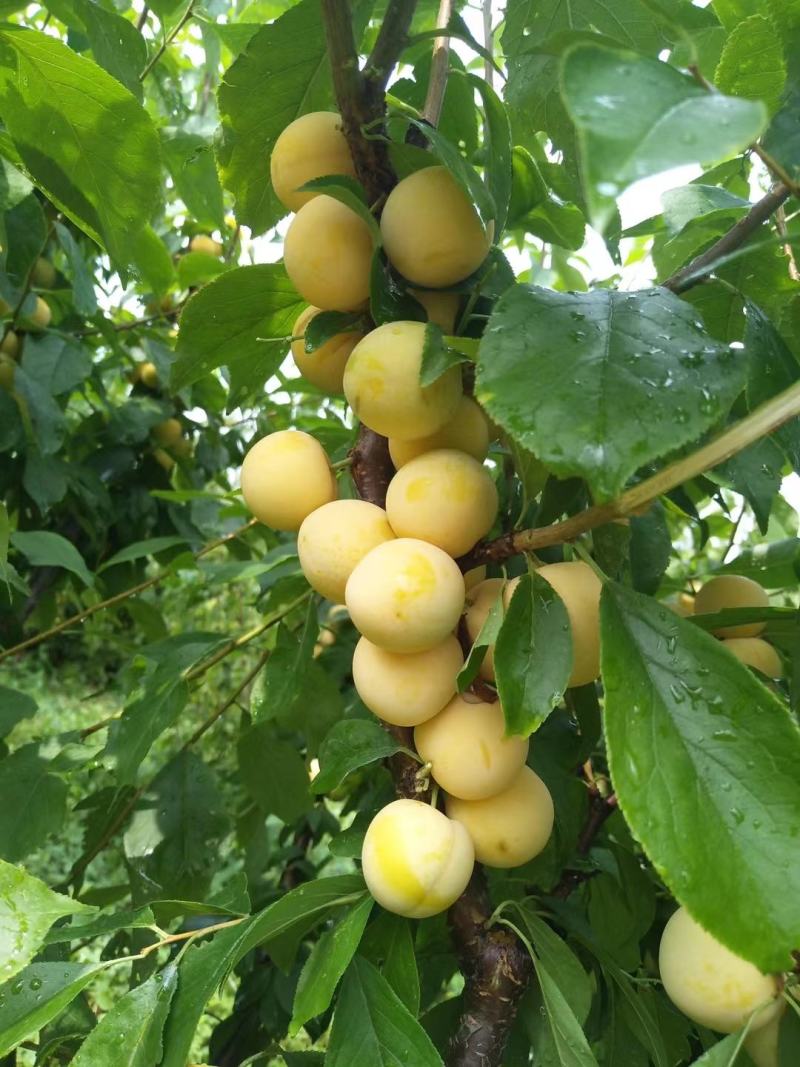 出售：小绥河黄干核李子1～5年生树苗