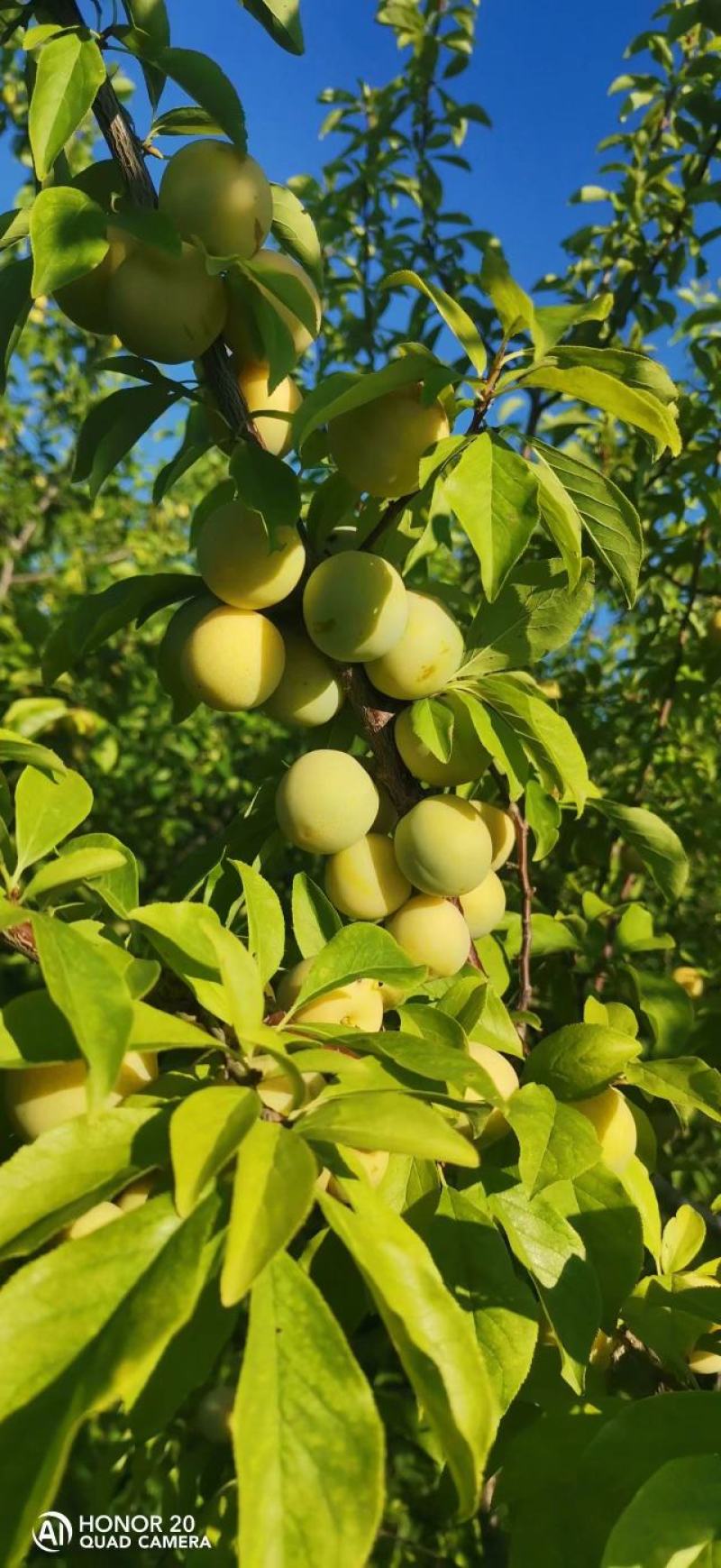 出售：小绥河黄干核李子1～5年生树苗