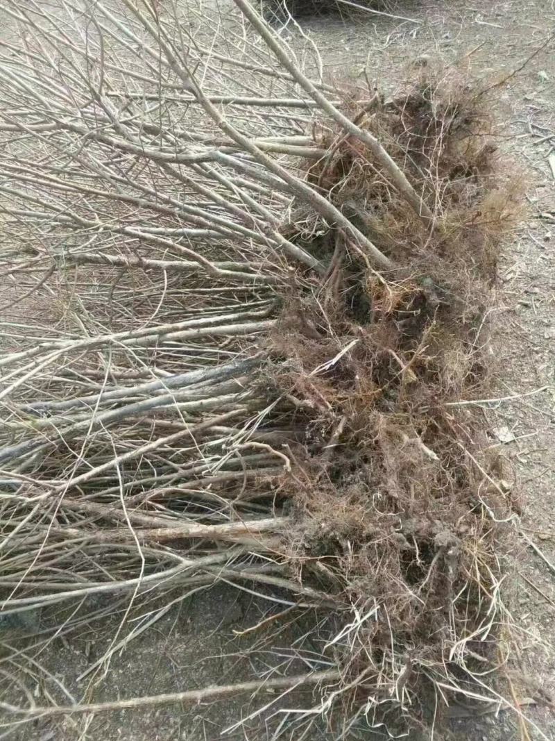 出售：小绥河黄干核李子1～5年生树苗
