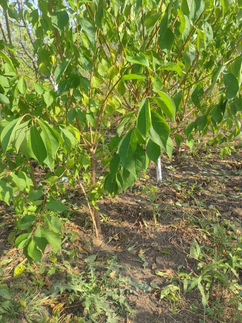 出售：小绥河黄干核李子1～5年生树苗