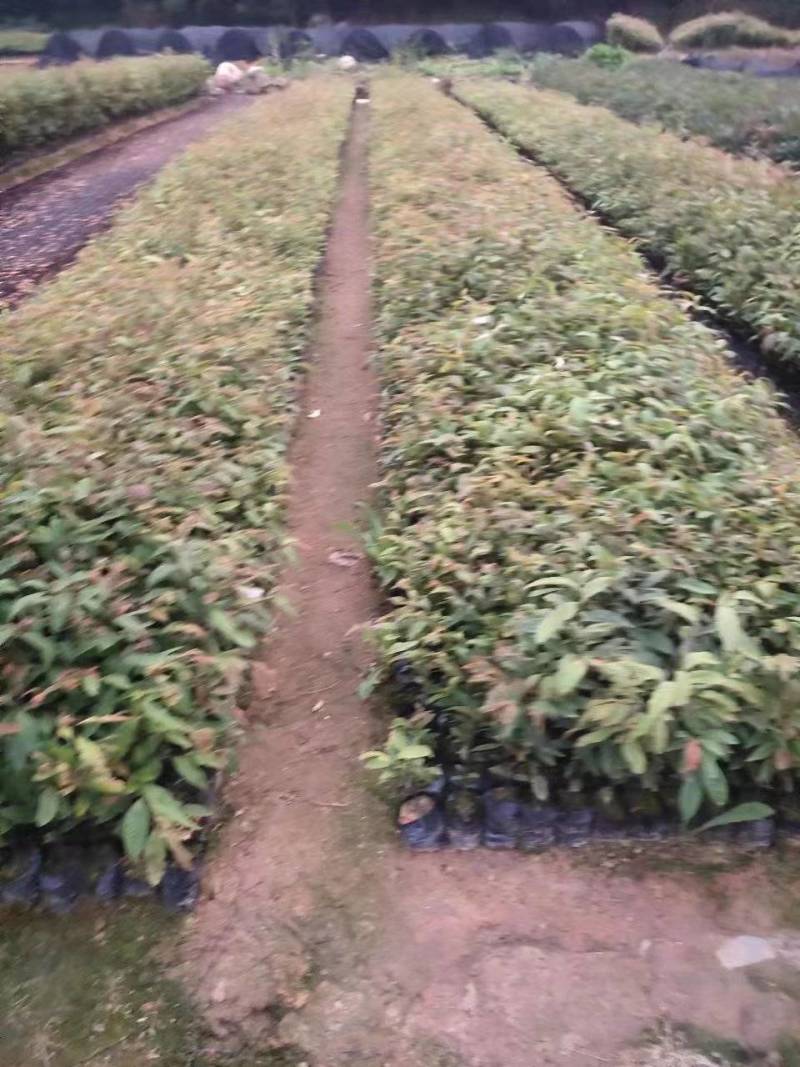 红椎苗，大量有货，基地种植，一手货源欢迎来电订购