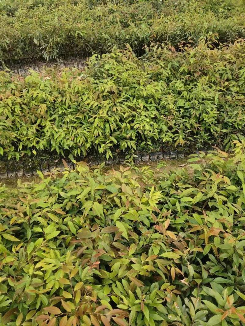 红椎苗，大量有货，基地种植，一手货源欢迎来电订购