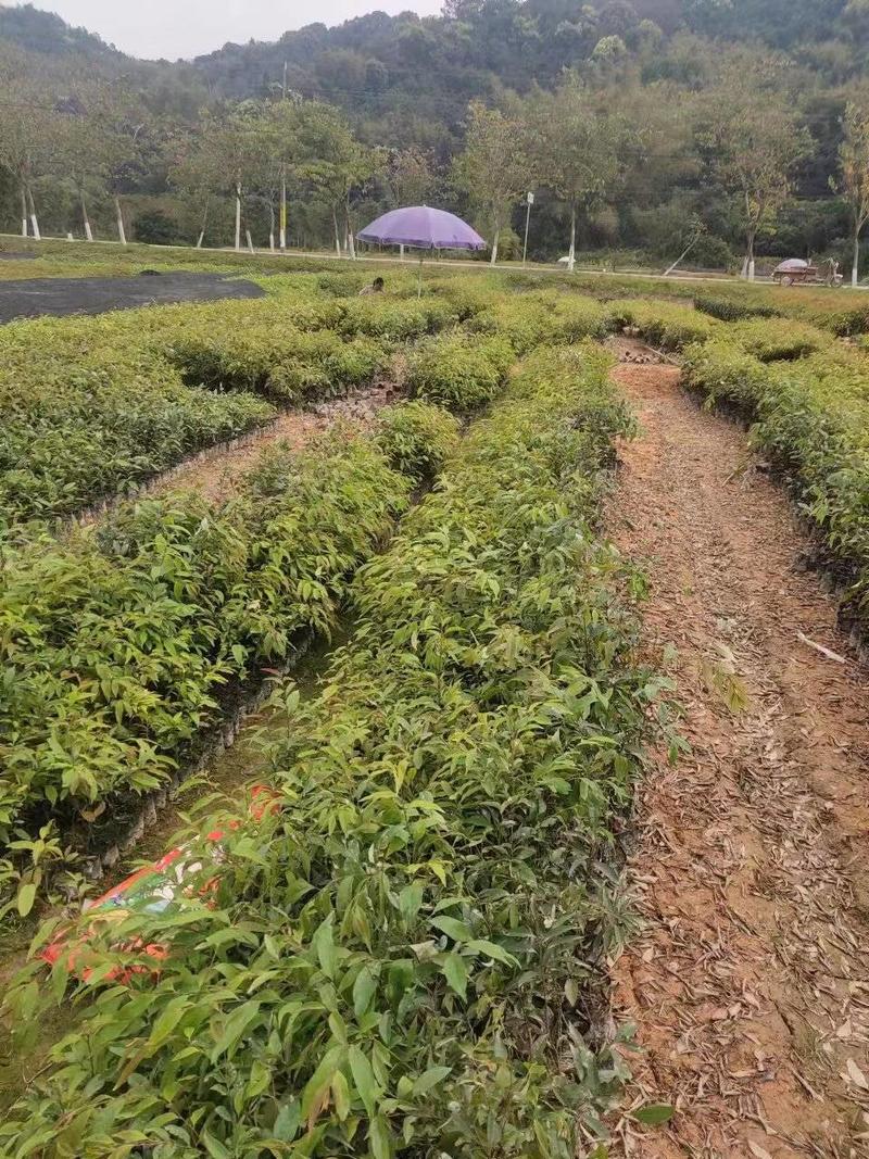 红椎苗，大量有货，基地种植，一手货源欢迎来电订购