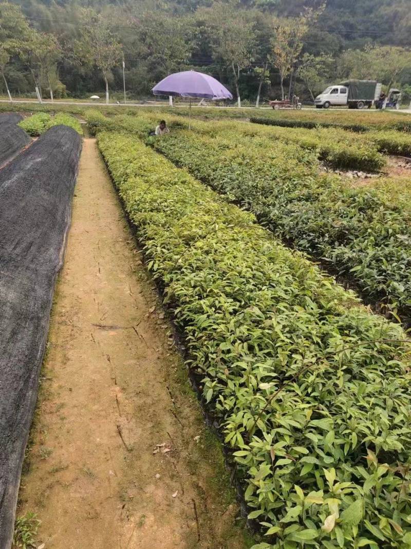 红椎苗，大量有货，基地种植，一手货源欢迎来电订购