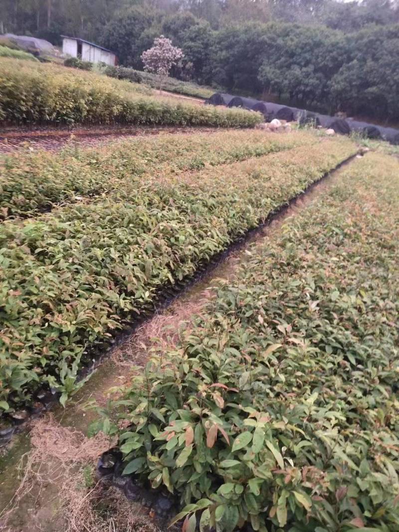 红椎苗，大量有货，基地种植，一手货源欢迎来电订购