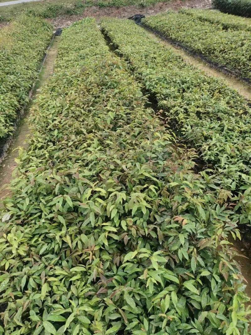红椎苗，大量有货，基地种植，一手货源欢迎来电订购