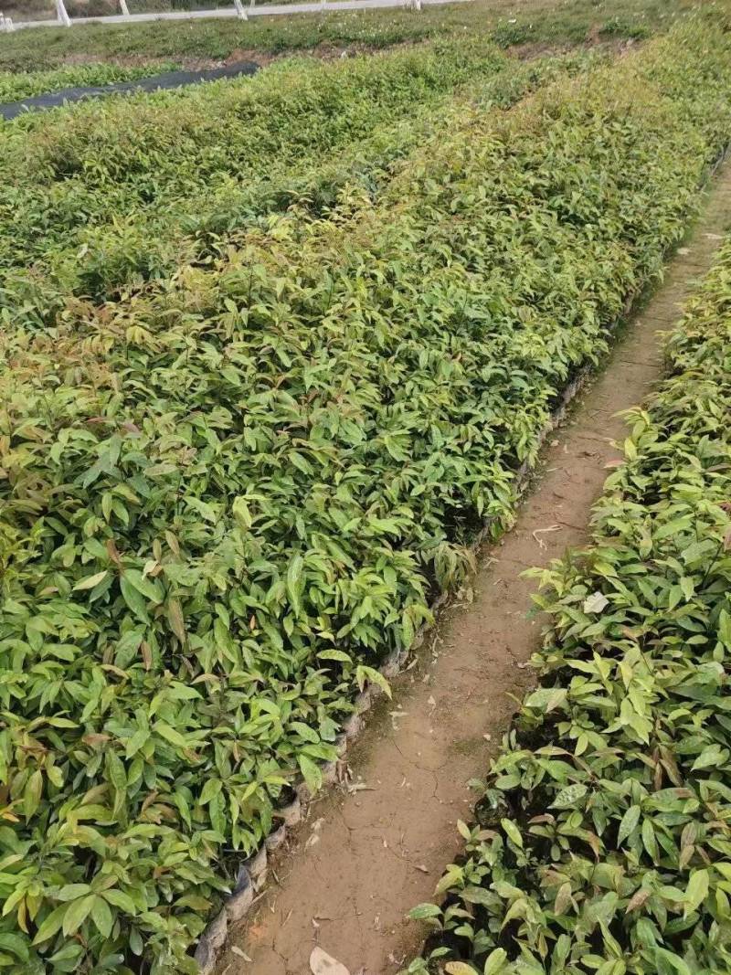 红椎苗，大量有货，基地种植，一手货源欢迎来电订购