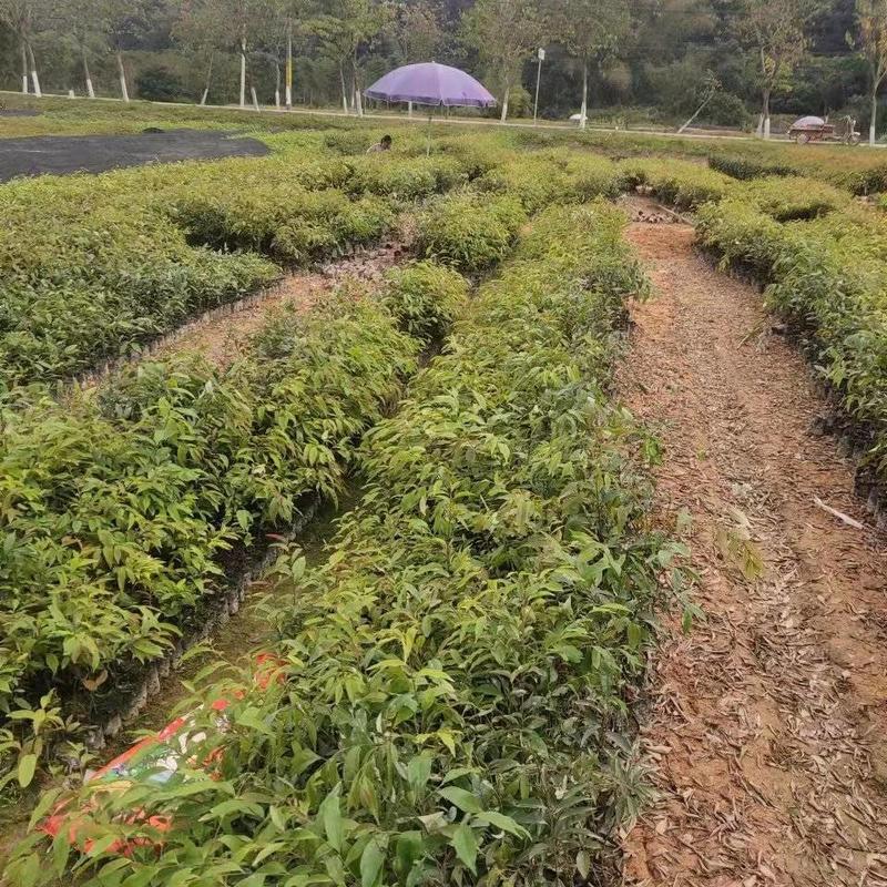 红椎苗，大量有货，基地种植，一手货源欢迎来电订购