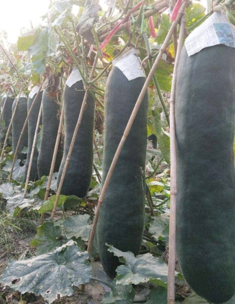 黑皮冬瓜长条青皮冬瓜大冬瓜吊瓜食堂冬瓜糖厂加工厂地冬瓜