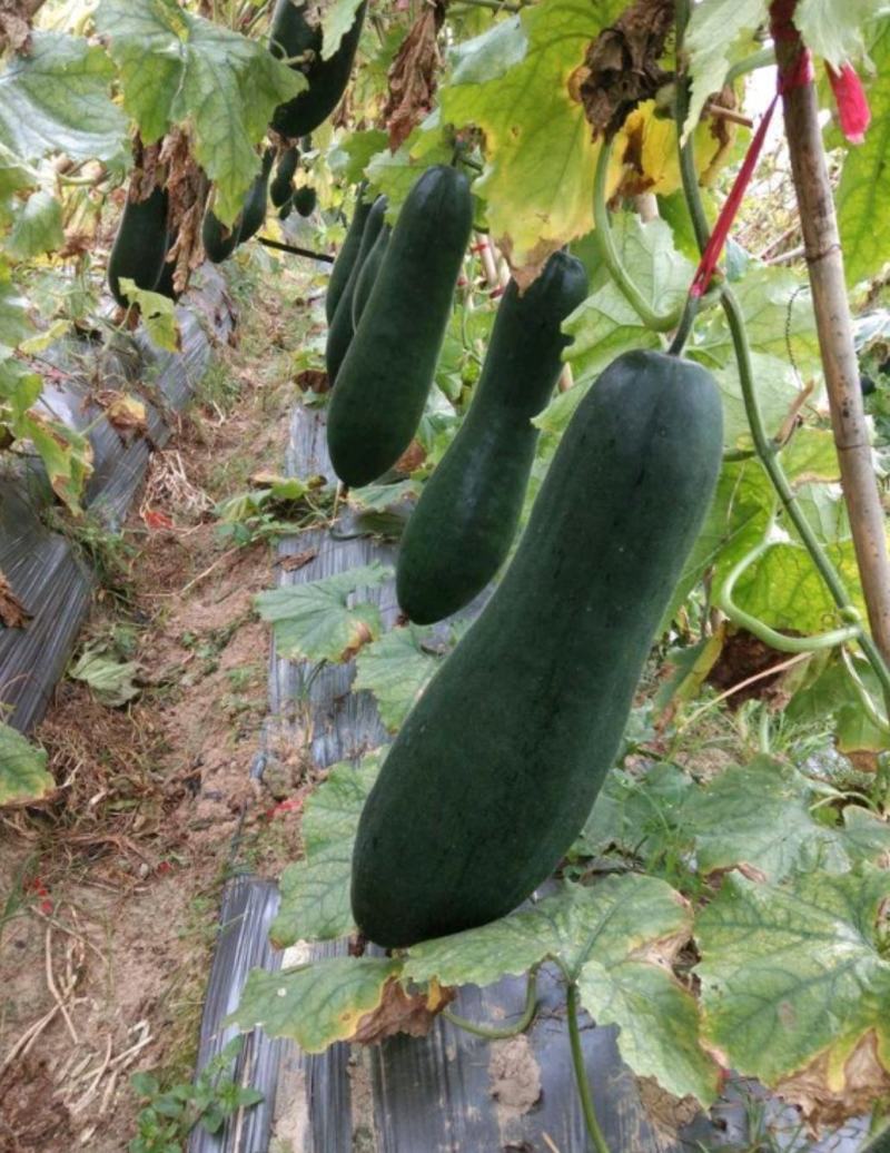 黑皮冬瓜长条青皮冬瓜大冬瓜吊瓜食堂冬瓜糖厂加工厂地冬瓜
