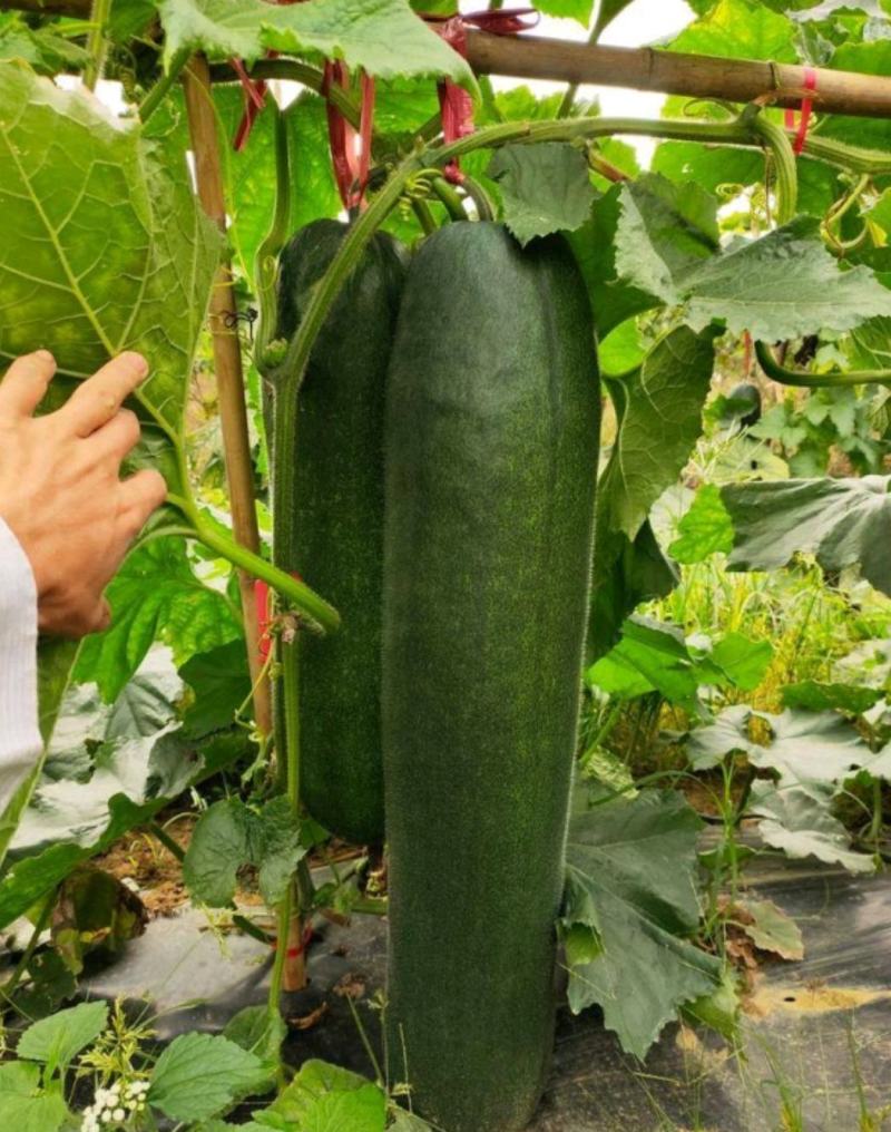 黑皮冬瓜长条青皮冬瓜大冬瓜吊瓜食堂冬瓜糖厂加工厂地冬瓜