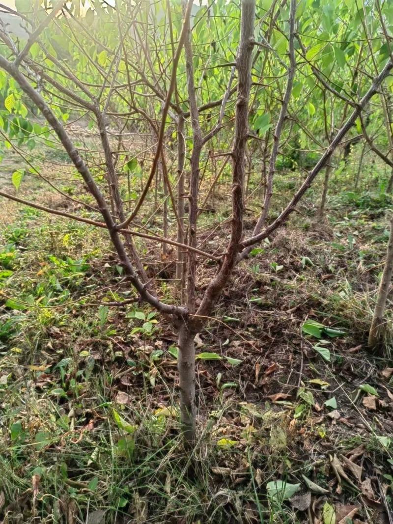 出售：小绥河黄干核李子1～5年生树苗
