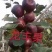 出售：小绥河黄干核李子1～5年生树苗