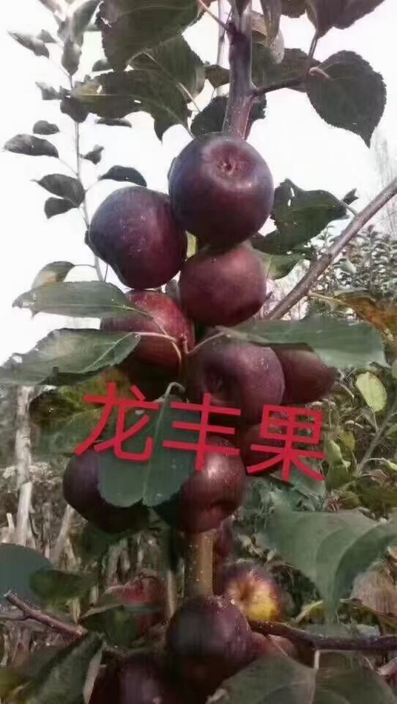 出售：小绥河黄干核李子1～5年生树苗