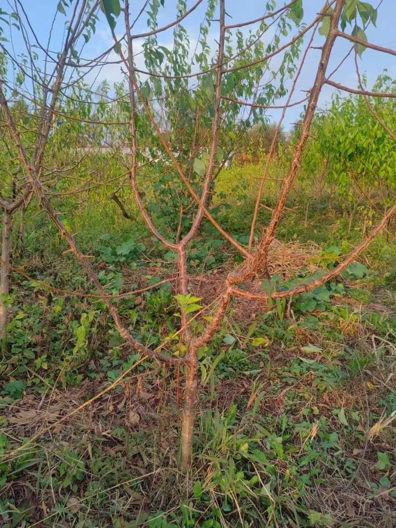 出售：小绥河黄干核李子1～5年生树苗