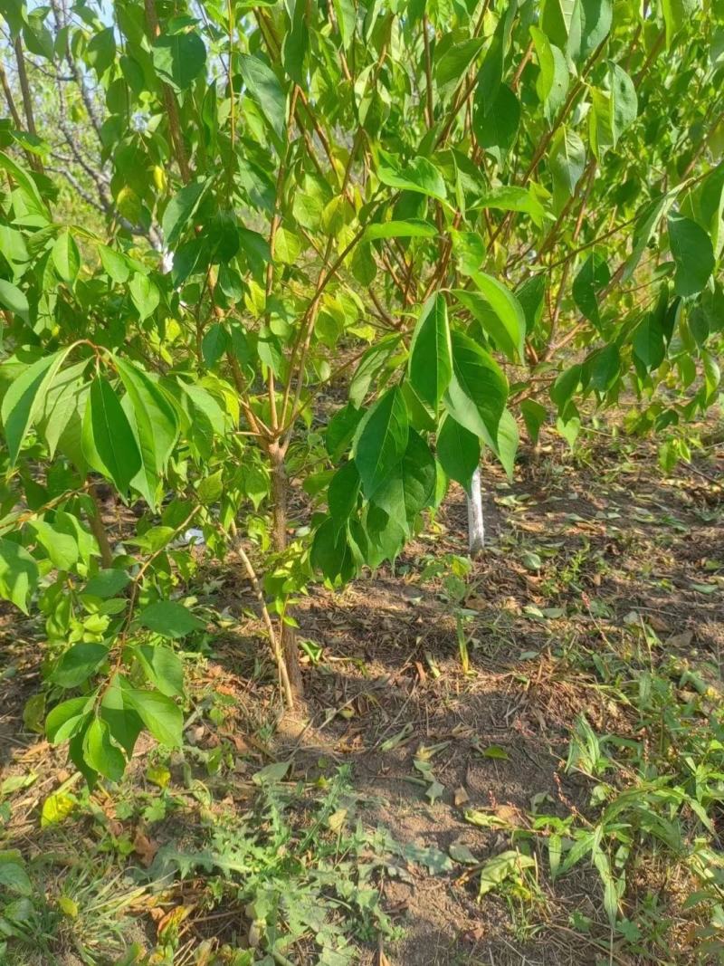 出售：小绥河黄干核李子1～5年生树苗
