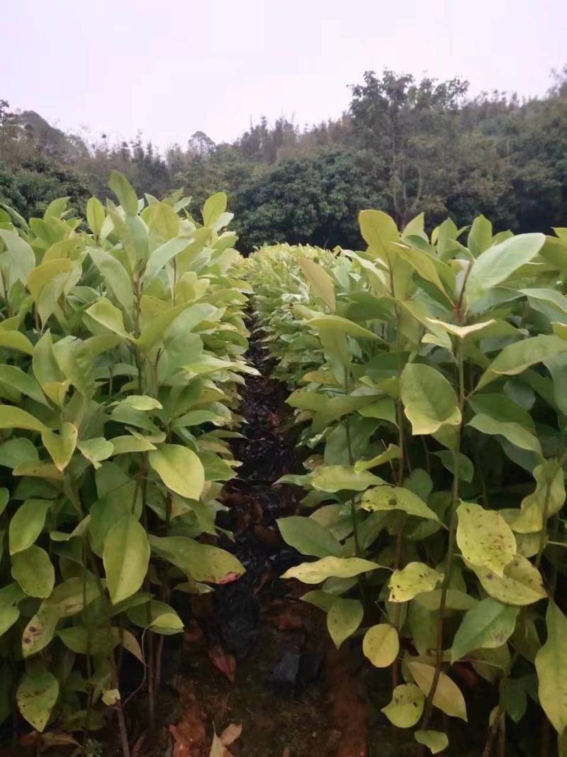 楠木苗，火力楠，基地直供，大量有货可视频看货欢迎来电订购