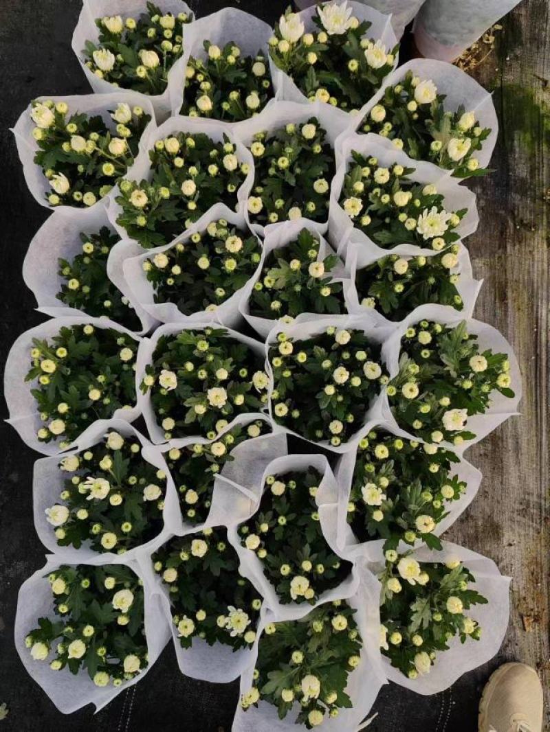 140清明白菊现货的出货状态花多叶绿冠幅大株型整齐不空脚