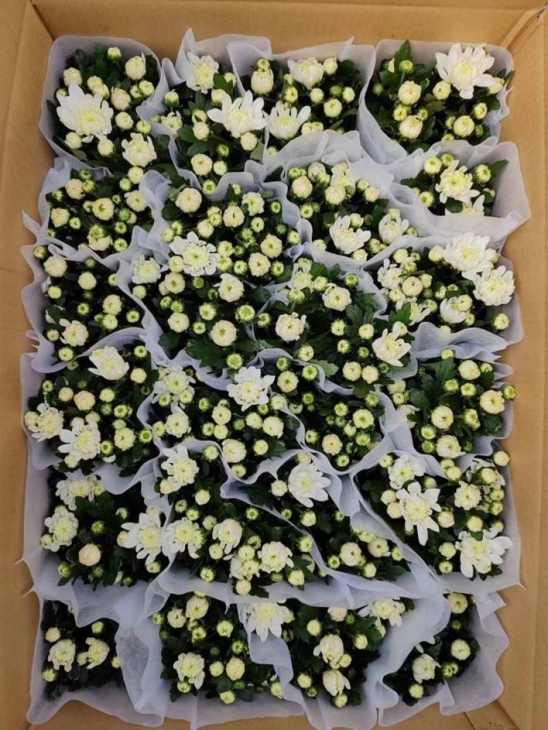 140清明白菊现货的出货状态花多叶绿冠幅大株型整齐不空脚