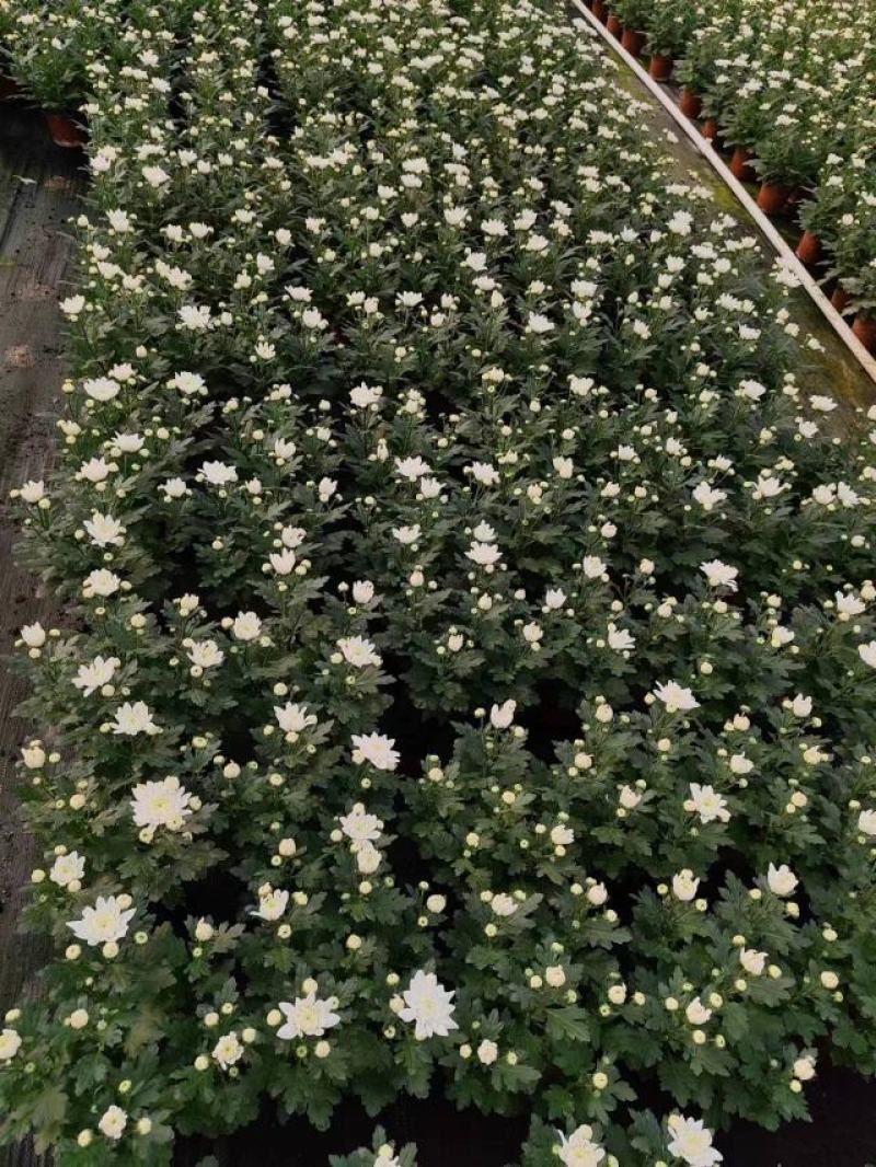 140清明白菊现货的出货状态花多叶绿冠幅大株型整齐不空脚