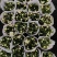 140清明白菊现货的出货状态花多叶绿冠幅大株型整齐不空脚