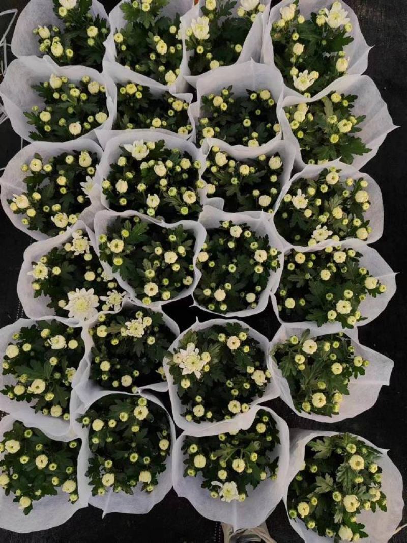 140清明白菊现货的出货状态花多叶绿冠幅大株型整齐不空脚