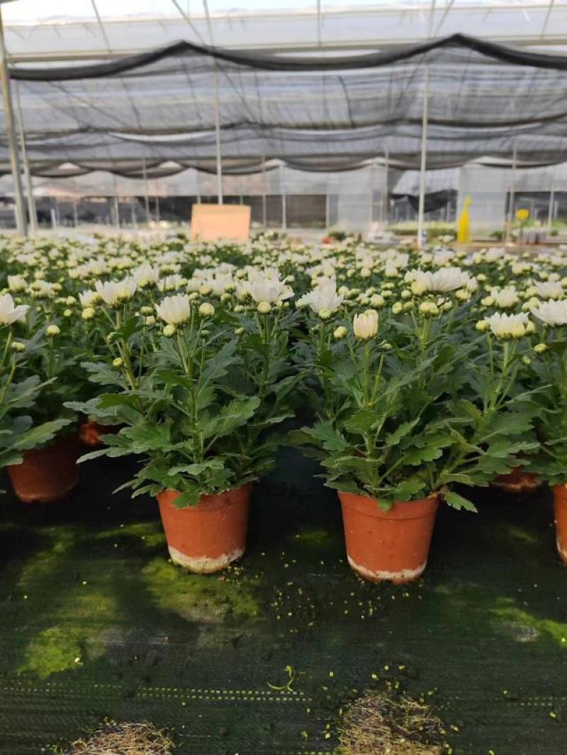 140清明白菊现货的出货状态花多叶绿冠幅大株型整齐不空脚