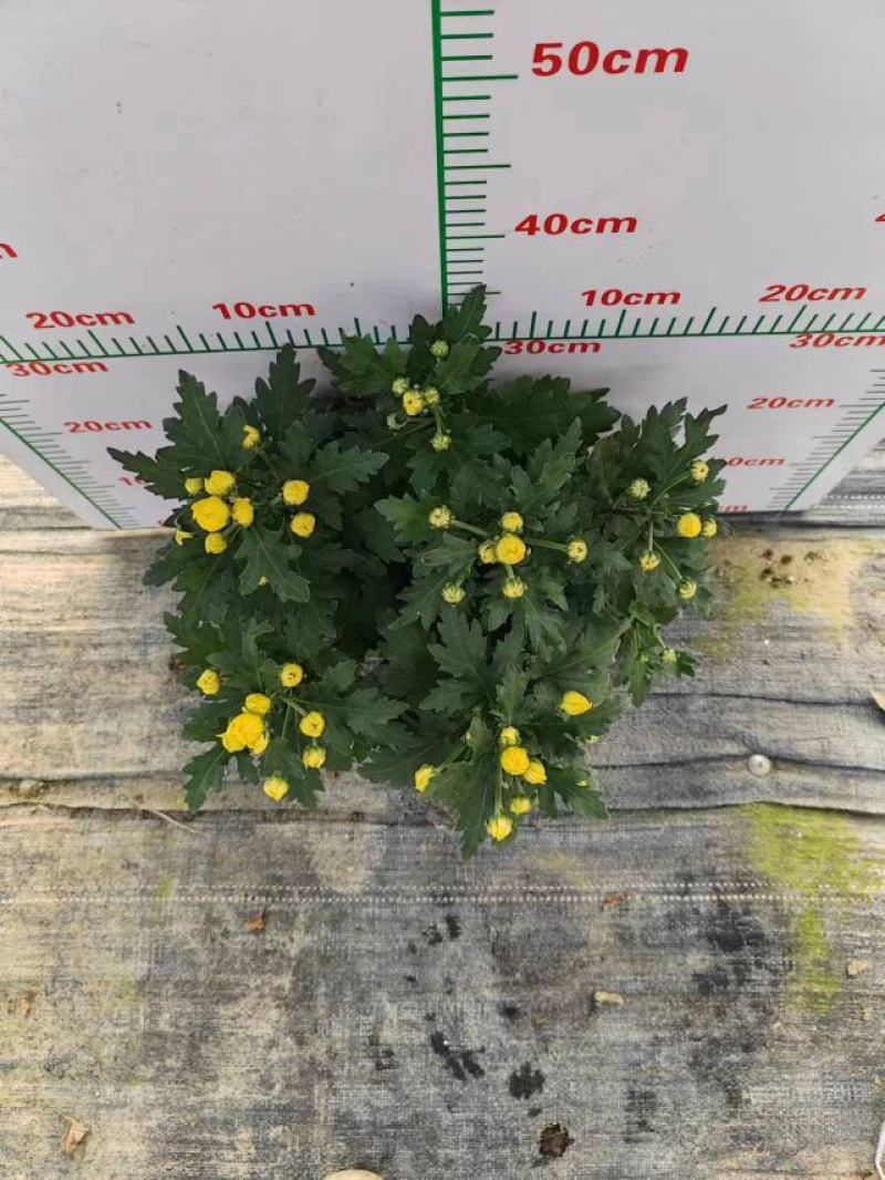 140清明黄菊现货的出货状态花多叶绿冠幅大株型整齐不空脚