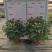 140清明黄菊现货的出货状态花多叶绿冠幅大株型整齐不空脚