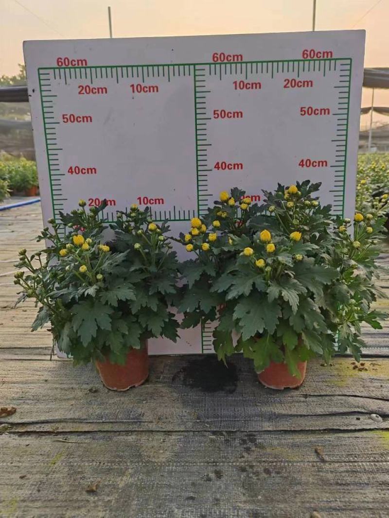 140清明黄菊现货的出货状态花多叶绿冠幅大株型整齐不空脚