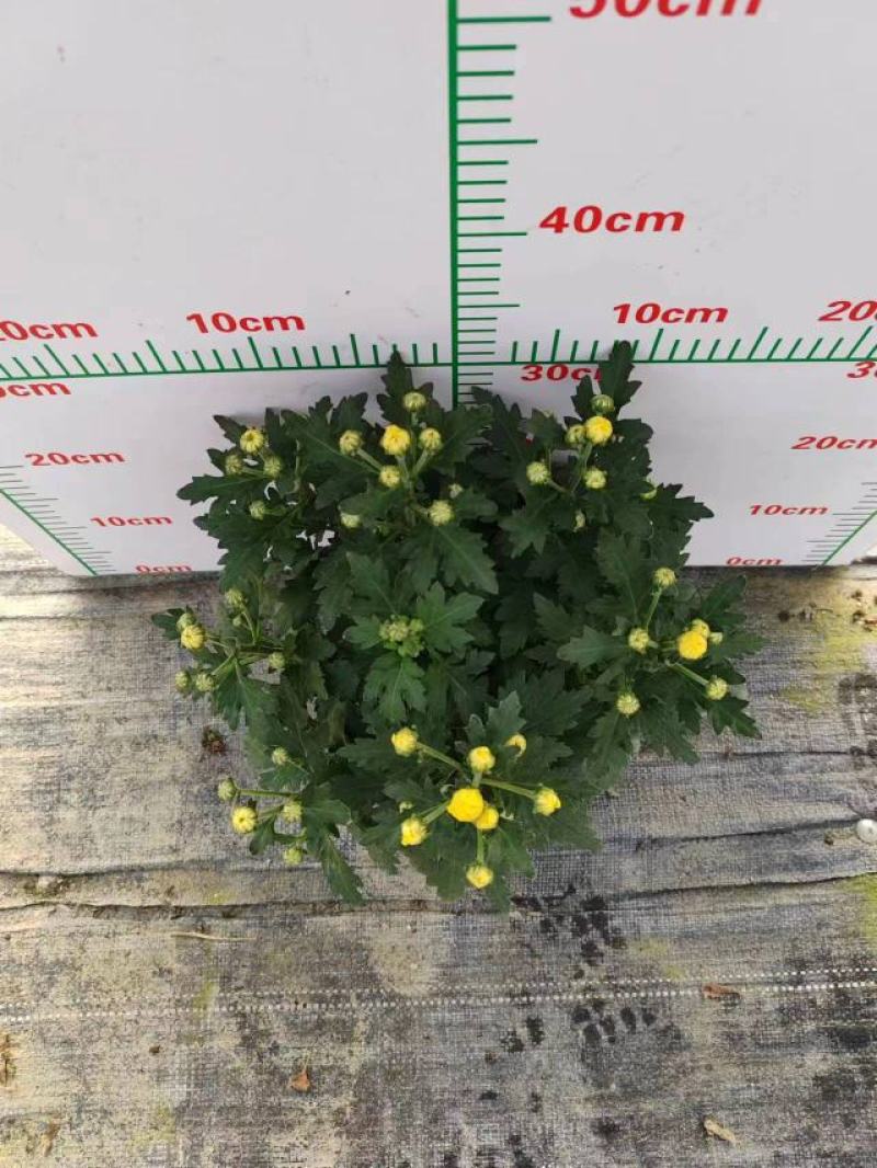 140清明黄菊现货的出货状态花多叶绿冠幅大株型整齐不空脚
