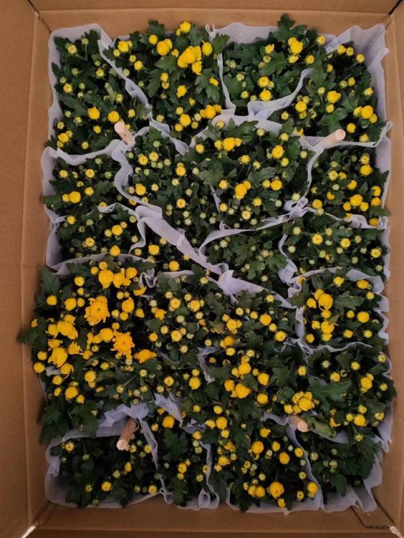 140清明黄菊现货的出货状态花多叶绿冠幅大株型整齐不空脚