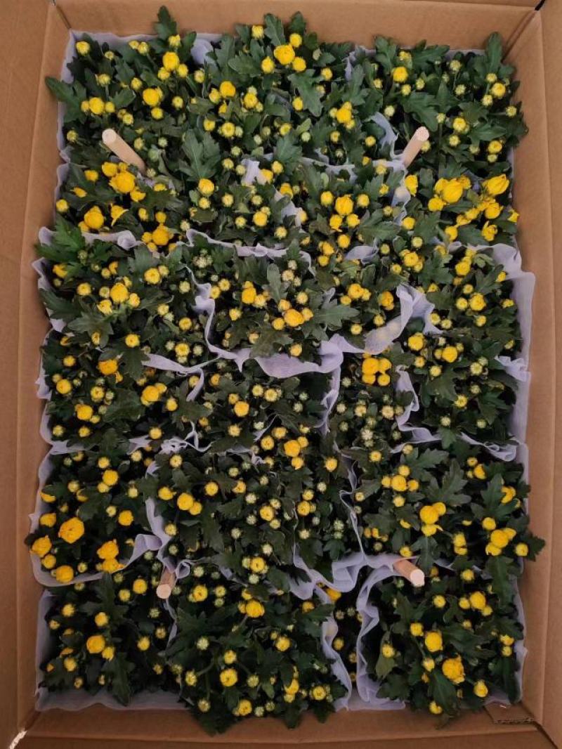 140清明黄菊现货的出货状态花多叶绿冠幅大株型整齐不空脚