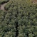 140清明黄菊现货的出货状态花多叶绿冠幅大株型整齐不空脚