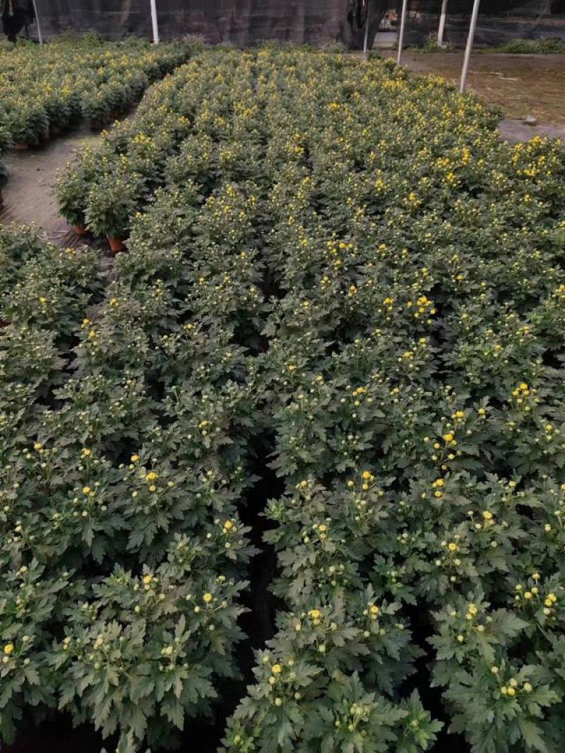 140清明黄菊现货的出货状态花多叶绿冠幅大株型整齐不空脚